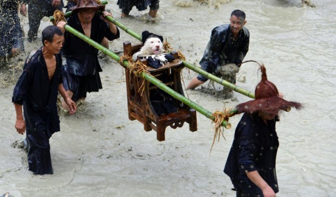 Фестиваль поклонения собакам в Китае (17 фото)