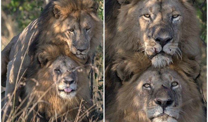 В кенийском заповеднике сфотографировали львов-гомосексуалистов (7 фото)