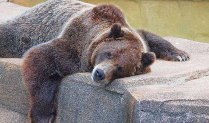 Не все медведи ложатся в спячку. Есть шатуны, а есть «обожравшиеся» (6 фото)