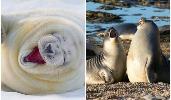 Смеющиеся тюлени - лекарство от любой хандры! (31 фото)