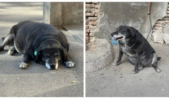 Бездомная собака стала городской достопримечательностью и получила отметку на гугл-карте (9 фото)