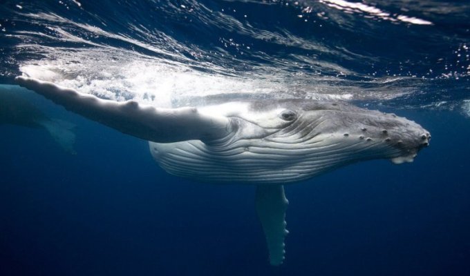 Как киты едят в воде и не захлебываются? (3 фото)