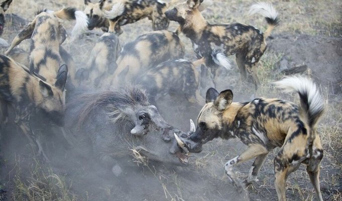 Гиеновидные собаки: как лучшие хищники Африки уделали львов, леопардов и гепардов (10 фото)