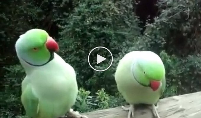 Двое попугаев сидят на балконе и болтают