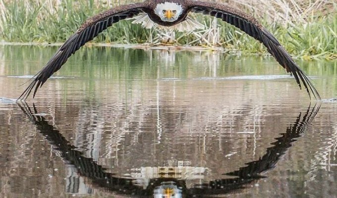 Удивительный фотоснимок, в котором громадный орёл во время своего полёта смотрит прямо в объектив камеры (8 фото)
