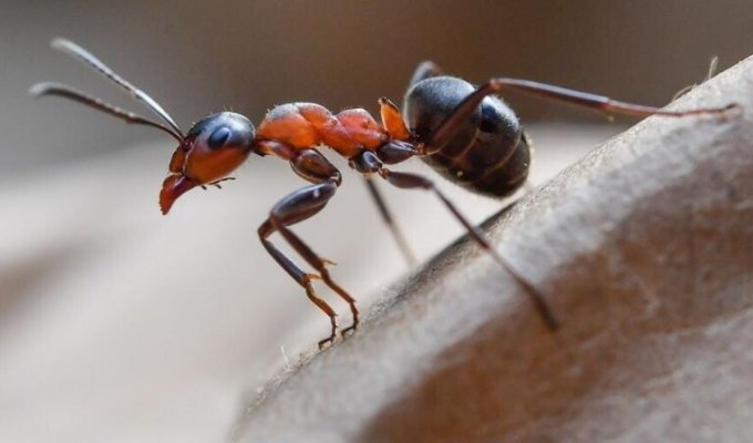 Что будет делать муравей, если окажется далеко от муравейника? (3 фото + 1 гиф)