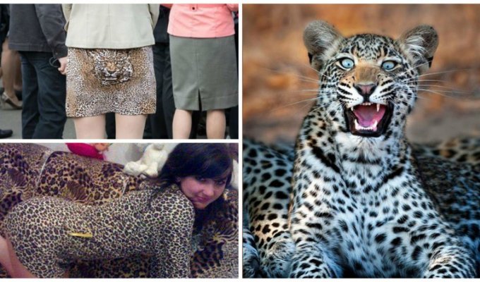 Леопарды в естественной среде обитания (20 фото)
