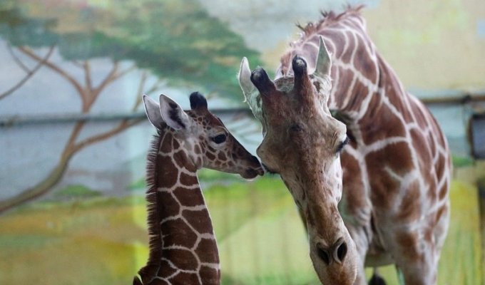 В Калининградском зоопарке родился жирафенок (15 фото)