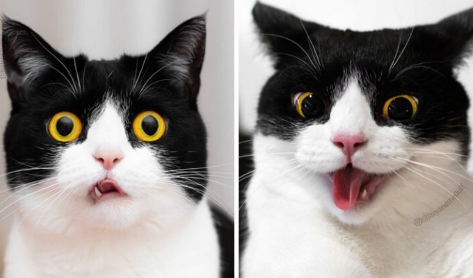 Познакомьтесь с Иззи, самой выразительной кошкой в ??мире (18 фото)
