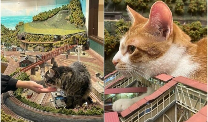 Японец хотел закрыть ресторан из-за кризиса - но его спасли кошки (16 фото)
