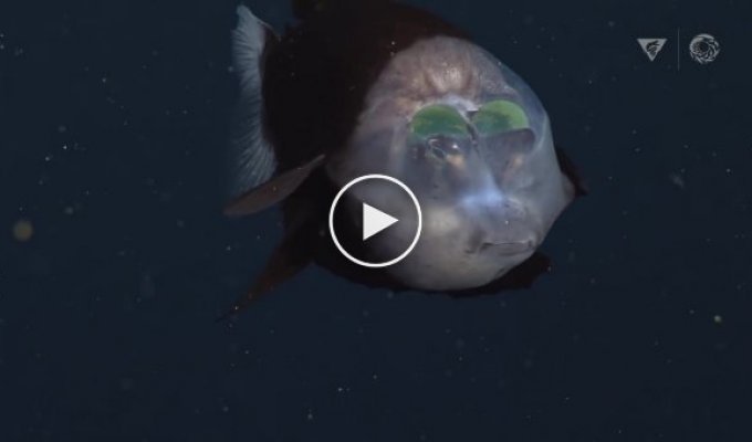 Рыба-бочкоглаз с прозрачным лбом, похожая на инопланетное существо