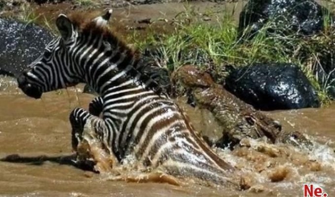 Крокодилы сьели зебру, жаль (8 фото)