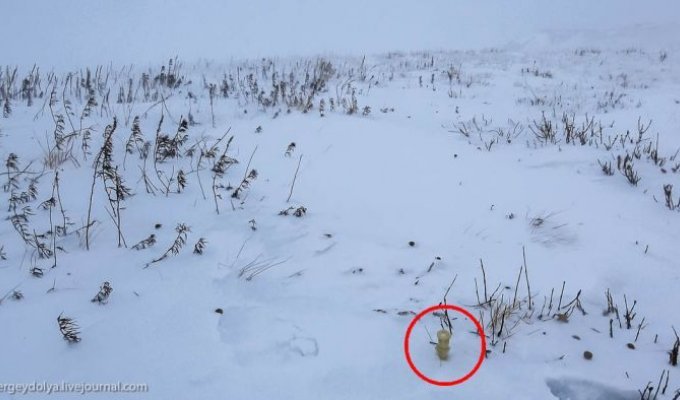 Откуда взялись эти желтые столбики на снегу? (2 фото)