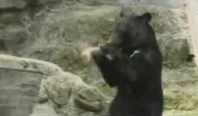 Медведь трюкач