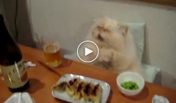 Ужин настоящего кота-гурмана