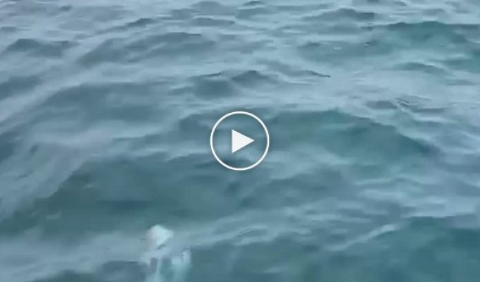 Огромная акула шокировала рыбаков в США
