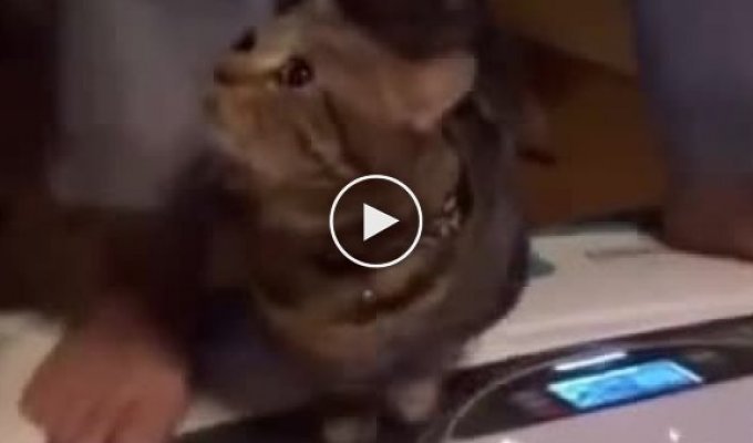 Бубенцовый массаж для котика
