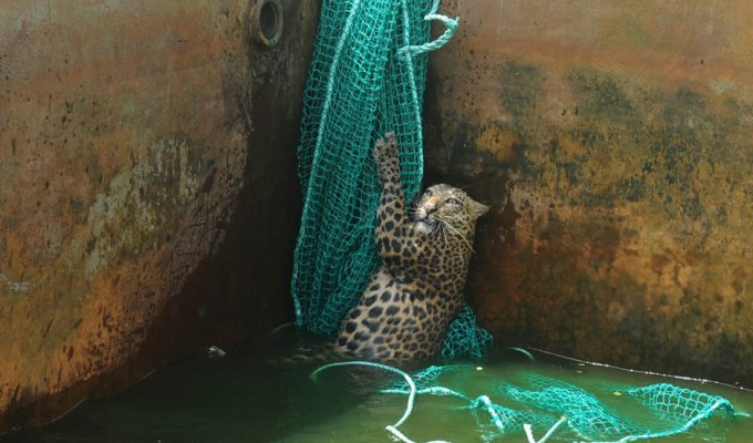 Осталось восемь жизней – дикий леопард спасся, упав в резервуар с водой (5 фото)