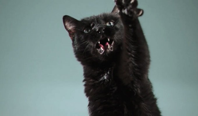 День защиты черных котиков - почему он появился в Италии, и что символизирует (2 гиф)