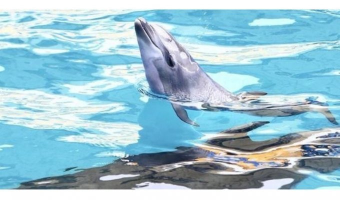 Самка дельфина стала мамой прямо во время выступления (4 фото + 1 видео)
