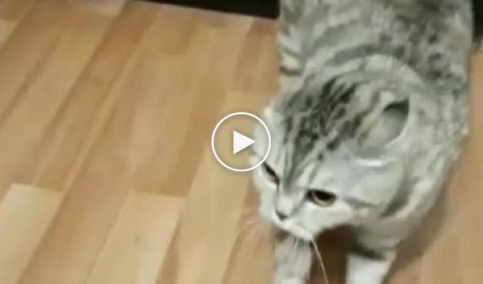 Первое знакомство кота и мячика