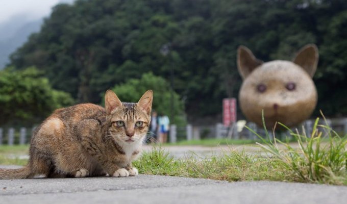 Самые кошачьи города мира: Новый Тайбэй, Тайвань (50 фото)