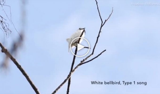 Ученые признали одноусого звонаря самой громкой птицей в мире