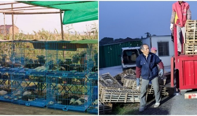 В Китае спасли 1000 кошек, мясо которых планировалось продать под видом баранины (6 фото)