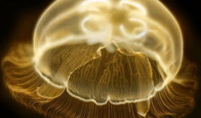 Восхитительные медузы (32 фотографии)