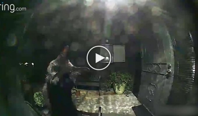 Черный кот обнаружил камеру в соседской двери и стал звездой