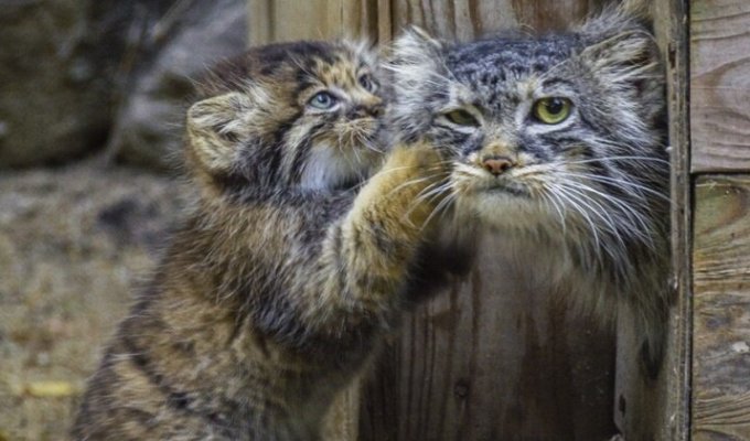 Удивительная история манулов из Новосибирска — хищников, которых выкормила домашняя кошка (7 фото)