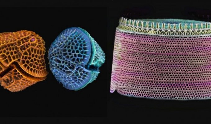 Диатомные кремневые водоросли под микроскопом (19 фото)