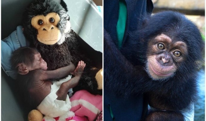 Детеныш шимпанзе остался без мамы, но ее заменила плюшевая игрушка (18 фото)