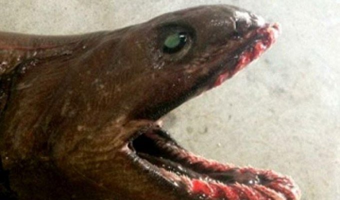 Австралийские рыбаки выловили очень редкую акулу (4 фото)