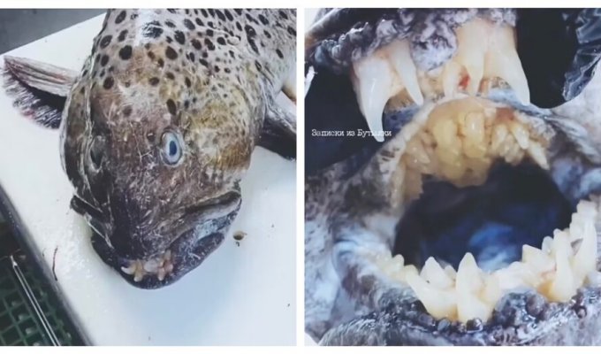 Мурманский рыбак выловил зубастую рыбу (6 фото + 1 видео)