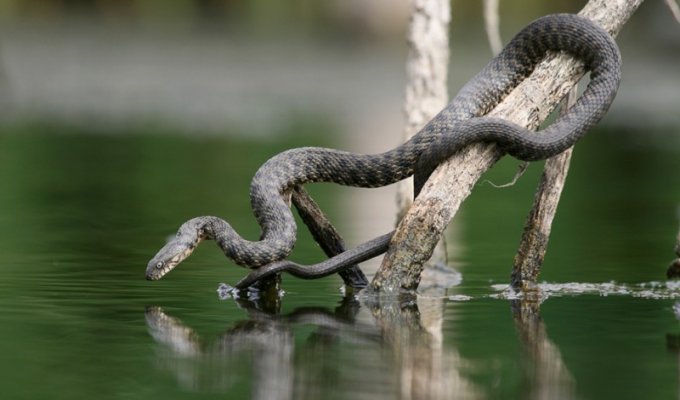 Змеи-рыболовы (14 фото)