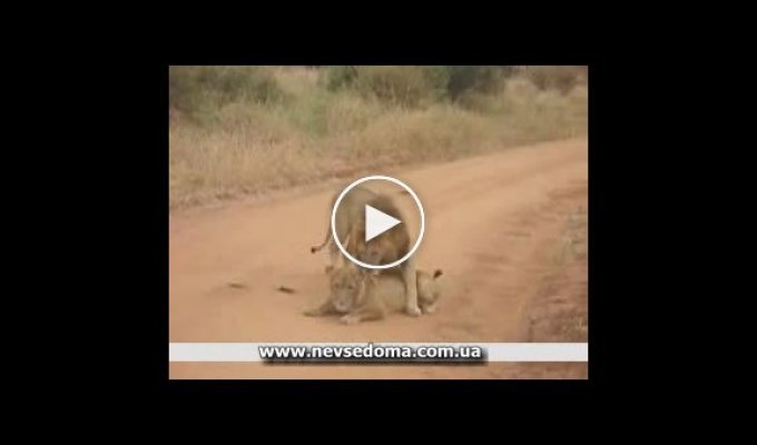 Как быстро проходит у львов