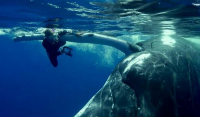 22-тонный кит спас дайвершу от акулы, спрятав ее под плавником (5 фото + 1 видео)