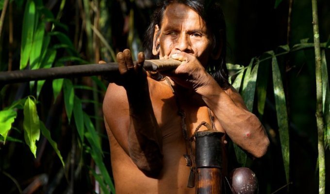 Правда ли, что индейцы смазывали свои стрелы самым смертоносным в мире ядом? (2 фото)
