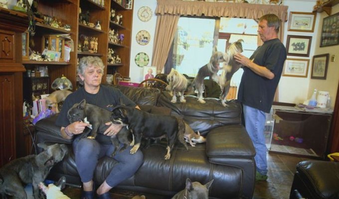 Семейная пара содержит дома 41 собаку (5 фото)