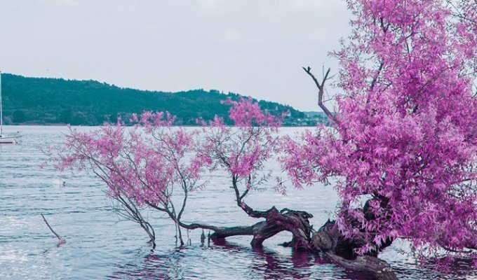 Фотографии природы, похожие на японское аниме (9 фото)