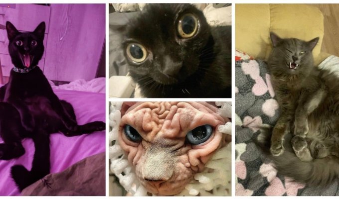 20 смешных кошачьих эмоций, в которых вы наверняка узнаете себя (20 фото)