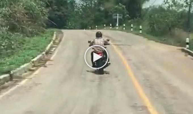 В Таиланде змея бросилась на ехавшего по дороге мотоциклиста