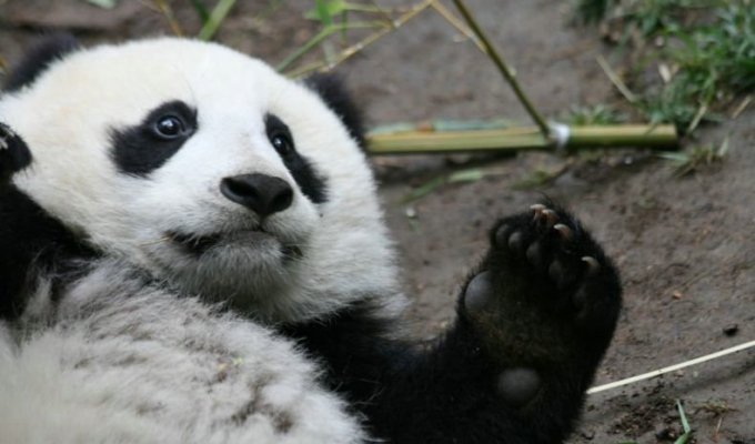  Фотосессия забавной панды (36 фото)