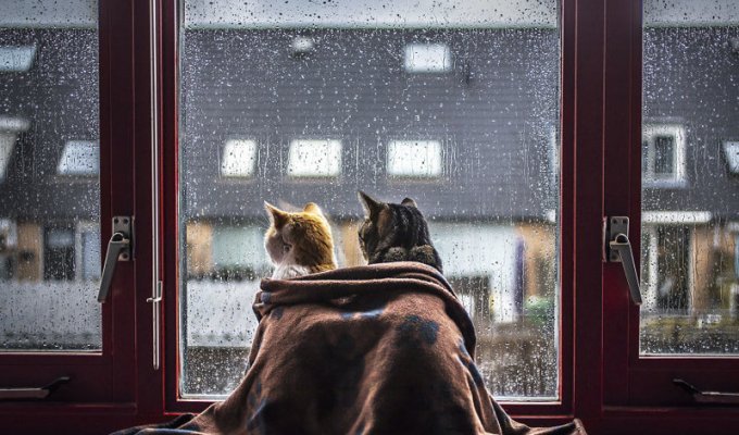Кошачьи истории в фоторграфиях Felicity Berkleef  (20 фото)