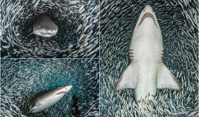 Кадры на миллион: акулы проплывают через косяк рыб (9 фото)