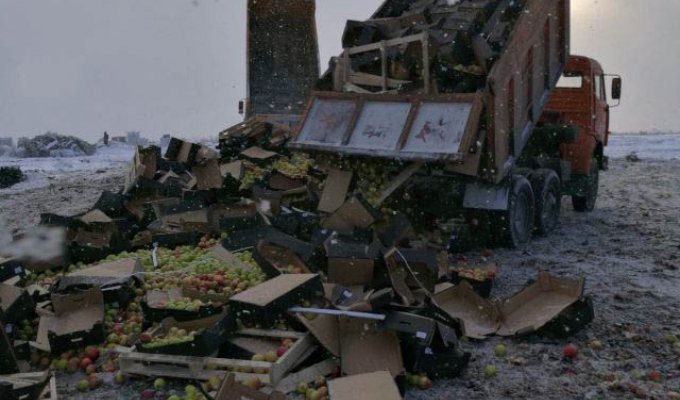 Уничтожение белорусских яблок в Тверской области (2 фото)