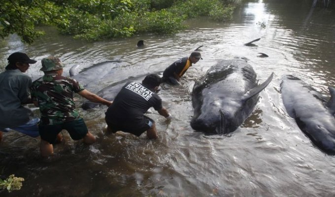 Десятки китов выбросились на берег в Индонезии (8 фото)