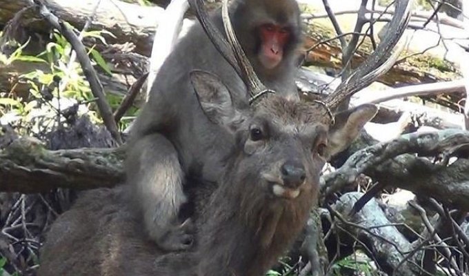 Японские снежные обезьяны учатся заниматься сексом с пятнистыми оленями (4 фото + 2 видео)