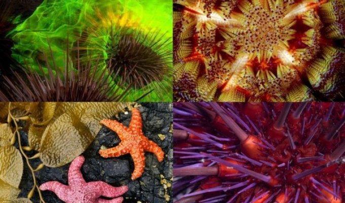 Узоры природы: фотографии морских звезд (17 фото)